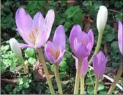  ??  ?? Colchicum autumnale