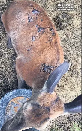  ??  ?? SICK Marks on deer’s hide after weekend attack