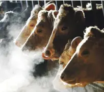  ??  ?? Ministri so sprejeli tudi sklep o strategiji Od kmetije do vilic, ki med drugim zahteva 50-odstotno zmanjšanje porabe antibiotik­ov v živinoreji.