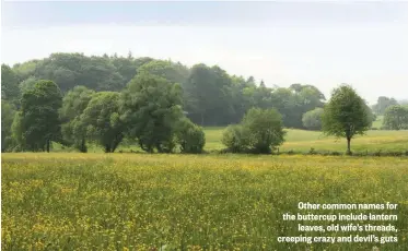  ??  ?? Other common names for the buttercup include lantern leaves, old wife’s threads, creeping crazy and devil’s guts