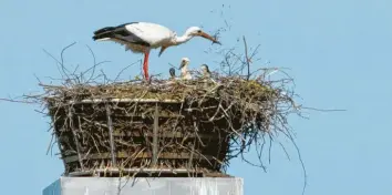  ?? Foto: Gerhard Mayer ?? Auf dem Kamin der ehemaligen Firma Mondi in Aichach recken bereits drei kleine Störche keck ihre Köpfchen aus dem hoch ge‰ legenen Nest.