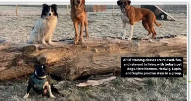  ??  ?? APDT training classes are relaxed, fun, and relevant to living with today’s pet dogs. Here Norman, Hedwig, Lupin, and Sophie practise stays in a group.