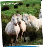  ??  ?? La Camargue.