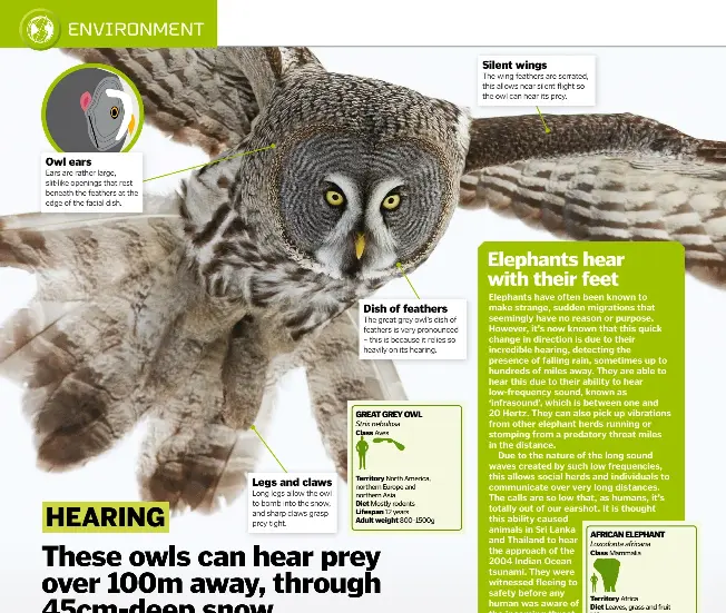 These Owls Can Hear Prey Over 100m Away Through 45cm Deep Snow Pressreader