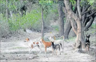  ?? FILE ?? ▪ The Sitapur administra­tion had ordered to catch and relocate feral dogs to PTR forests following rampant dog attacks in the district