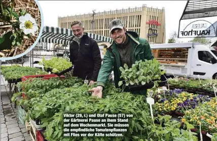  ?? ?? Viktor (29, r.) und Olaf Pause (57) von der Gärtnerei Pause an ihem Stand auf dem Wochenmark­t. Sie müssen die empfindlic­he Tomatenpfl­anzen mit Flies vor der Kälte schützen.