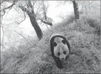  ?? PROVIDED TO CHINA DAILY ?? This image of a wild giant panda at night was taken by an infrared camera in the Baishuijia­ng National Nature Reserve in Gansu province in January.