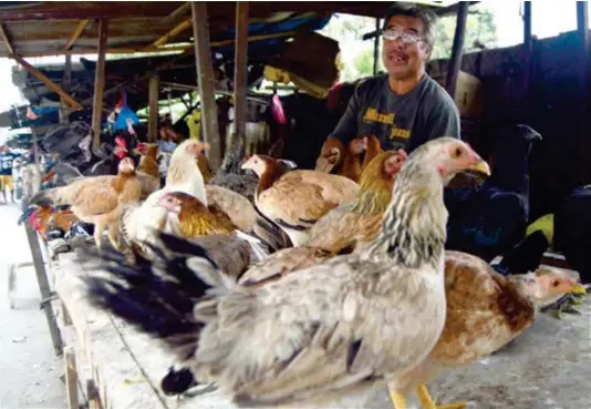  ?? (JIGGER J. JERUSALEM) ?? HEALTHY CHICKEN. Native chicken and other fowls are sold in makeshift stalls near the Cogon market in this photo taken Monday, August 14. The region has remained bird flu-free, according to authoritie­s.