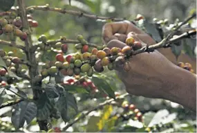  ??  ?? Producción. Colombia reportó un incremento de 8.1 % en la producción de café, informaron los miembros de la confederac­ión de cafetalero­s.