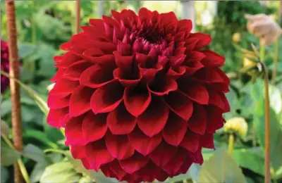  ?? PHOTOS BY KATHY RENWALD, SPECIAL TO THE HAMILTON SPECTATOR ?? John Mooney bred this red dahlia. It will be entered in the Overseas Seedling competitio­n.