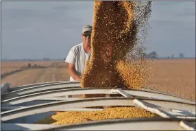  ?? J.B. FORBES/ST. LOUIS POST-DISPATCH ?? Farmer Chris Crosskno watches as soy beans are loaded into his truck on Oct. 11 at his farm near Denton, Mo. Crosskno is busy harvesting all of his soy beans this month.