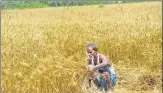  ?? FILE ?? Wheat is currently being harvested in Punjab, Haryana, Uttar Pradesh, Rajasthan and Madhya Pradesh.