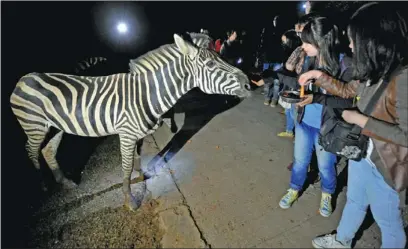  ?? LIN YIGUANG / XINHUA ?? Tourists feed a zebra during a night tour on Aug 9 at the Yunnan Wild Animal Park, in Kunming, Yunnan province. The wildlife reservatio­n is the first in China to offer the experience of watching how animals behave at night.