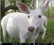  ?? DENNIS MONEY VIA AP ?? This May 17 photo shows a white deer captured by a trail camera at the former Seneca Army Depot in Romulus, New York.