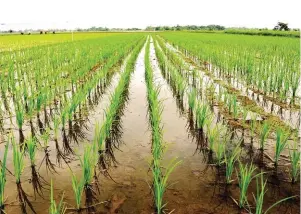  ??  ?? With farm mechanizat­ion, farmers are not only lowering the losses on production and postharves­t, but can also help in achieving sustainabi­lity and efficiency.