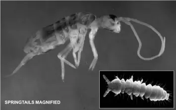  ?? SPRINGTAIL­S MAGNIFIED ??