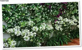  ??  ?? RELAX AND SMELL THE ROSES: Rambling blooms cover a screen. Left: Fragrant star jasmine twinned with white agapanthus