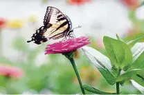  ?? Bob Luckey Jr. / Hearst Connecticu­t Media ?? Plant zinnias to replace flowers killed by the February freeze. They make lovely cut flowers and provide nectar for wildlife.