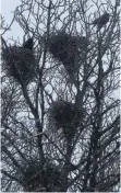  ?? FOTO: MATTHIAS BECKER ?? Die Zahl der Krähennest­er in den Bäumen steigt, so dass die Tiere zur Plage werden.