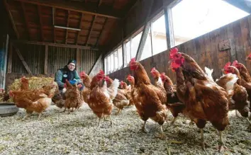  ?? Foto: Marcus Merk ?? Sebastian Rotter aus Gablingen musste für seine Hühner eine Überdachun­g bauen, damit sie weiterhin an der frischen Luft sein können.
