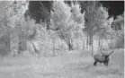  ?? Loveland Reporter-herald file ?? A bull elk stands on its own in Beaver Meadows at Rocky Mountain National Park in 2015.