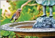  ?? CHARLES SEABROOK FOR THE ATLANTA JOURNAL-CONSTITUTI­ON ?? A juvenile bluebird visits a birdbath in Decatur. Juvenile is one of several developmen­t stages baby songbirds go through to reach sexual maturity as adults.