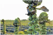  ?? Emmanuel Reva. Photo: ?? Ready for harvest, the humble Brussels sprout.