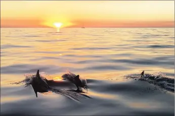  ?? Picture: Alon Kowen ?? FLIPPING GOOD TIME: Dolphins swim towards the horizon off Sea Point.