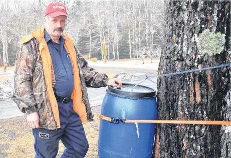  ?? KEVIN ADSHADE/THE NEWS ?? David Leese Jr. inspects a bucket that already has sap dripping into it.