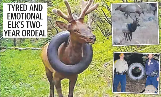  ?? ?? ‘I’m moose grateful’ … a bull elk with a car tyre stuck around his neck has finally been freed after a two-year rescue operation by US park rangers.