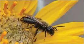  ?? Bob Lalonde ?? Rebecca Tyson’s research at UBC offers a new analytical tool which can provide estimates of how far bee pollen will travel.