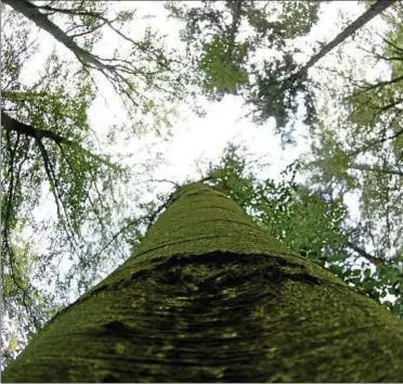  ??  ?? In der Hohen Schrecke ist das Wiegental bereits Urwald-gebiet. Der Streit um weitere Waldwildni­s in Thüringens Wäldern ist noch nicht beigelegt. Foto: Marco Kneise