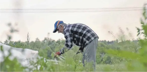  ?? FOTO: PHILIPP RICHTER ?? Spargelste­chen in Weiherstob­el bei Ravensburg: Es finden sich immer weniger Erntehelfe­r aus Osteuropa, die die schwere Arbeit auf dem Feld machen wollen.