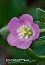  ??  ?? Geranium retrorsum.