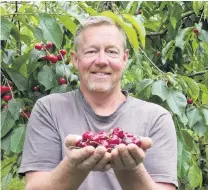  ?? PHOTO: JARED MORGAN ?? Ripe for the picking . . . Cheeki Cherries/Dam Good Fruit owner Martin Milne holds some of this year’s harvest. He remains optimistic despite looming labour shortages in the industry.