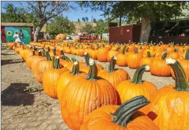  ?? Michele Lutes/The Signal ?? Lombardi Ranch will open for pumpkin sales and photograph­s for two October weekends. The ranch closed down in 2015 due to the drought that hit California.