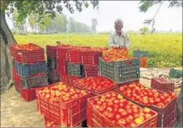  ?? HT PHOTO ?? A farmer with tomato produce at Ladwa in Kurukshetr­a district on Monday.