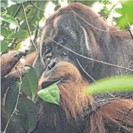  ?? SAIDI AGAM Suaq Project/Newsweek Fibraurea tinctoria. A
Fibraurea tinctoria ?? Rakus the orangutan feeds on the leaves of day earlier, Rakus had fed on and later applied the chewed leaves of like an ointment to his facial wound. Within a week, the wound had closed, and two months later it was barely visible anymore.