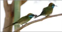  ??  ?? Over a dozen Arabian Green Bee-eaters have taken residence here.