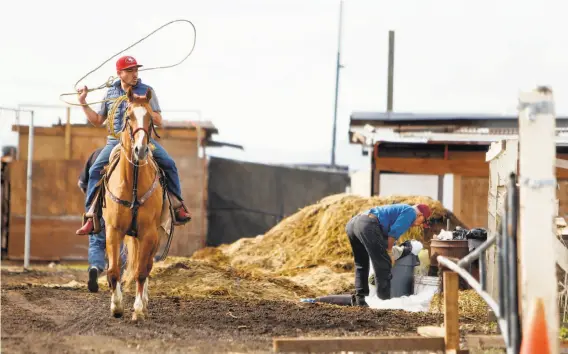  ?? Photos by Scott Strazzante / The Chronicle ?? A horseman practices his lariat skills as Richmond Stable owner Frank Frizzie cleans up after horses. The stable received a noticed of violations this month.