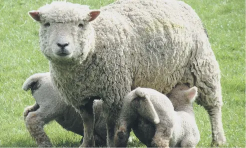  ?? ?? June Downing, from Midhurst, snapped this photo of a proud mum with her twins at Goodwood