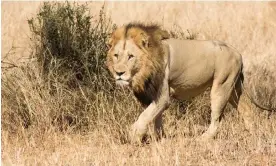  ?? Photograph: Jeffrey Barbee/The Guardian ?? A wild male lion in Kruger national park, South Africa.