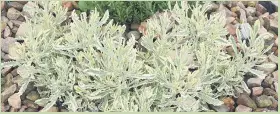  ?? Pictures: Supplied ?? GOOD FOR POTS. Lavender Meerlo.