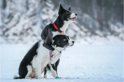  ?? Picture: Reuters ?? Two Border collies, Geneva and Belka, during training on the frozen Yenisei River outside Krasnoyars­k in Russia yesterday.