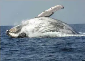  ?? – Supplied photo ?? MAJESTIC CREATURE: Environmen­t Society of Oman has been researchin­g humpback whales for over 10 years.