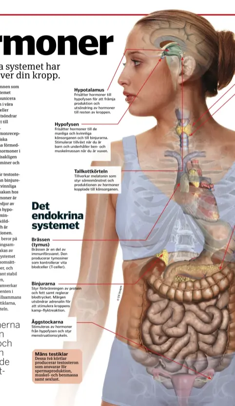  ??  ?? Dessa två körtlar producerar testostero­n som ansvarar för spermaprod­uktion, muskel- och benmassa samt sexlust.