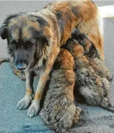  ??  ?? Eher ergeben als begeistert sieht die Leonberger‰Hündin aus, die Isabella Hörbrand aus Mertingen (Kreis Augsburg) fotografie­rt hat. Vermutlich ist die gierige Rassel‰ bande, die der Hundemutte­r am Bauch hängt, mitunter auch etwas lästig.