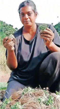  ?? | Supplied ?? LALITHA Neesha Kanayee has garnered more customers after posting a variety of pictures on Facebook of her on her methi plot.