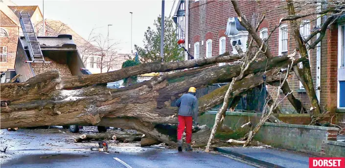  ??  ?? The clean-up commences: Workers cut up a huge tree that fell across a road and against a building on the opposite side of the street in Christchur­ch