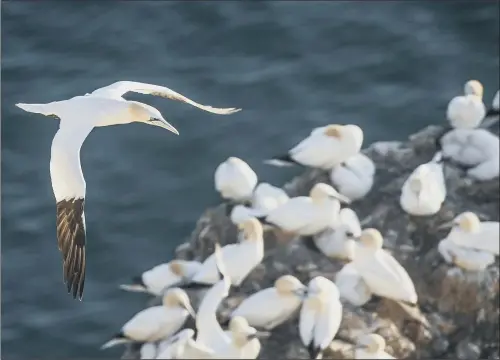  ?? PICTURE: DANNY LAWSON/PA WIRE. ?? FEEDING AND BREEDING: Gannets nest at the RSPB nature reserve at Bempton Cliffs in Yorkshire, as more than 250,000 seabirds flock to the chalk cliffs.